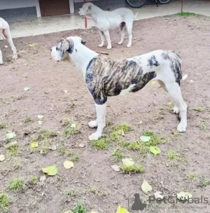 Photo №1. bouledogue américain - à vendre en ville de Kovin | négocié | Annonce №125271