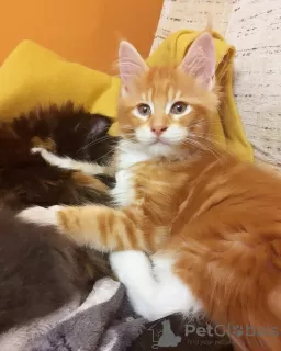 Photo №1. maine coon - à vendre en ville de Grodzisk Mazowiecki | négocié | Annonce № 11364