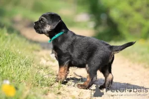 Photos supplémentaires: chiots border terrier