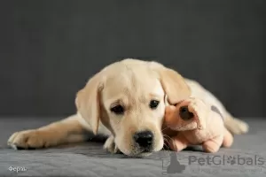 Photos supplémentaires: Chiots Labrador fauve