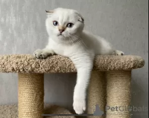 Photo №2 de l'annonce № 10632 de la vente scottish fold - acheter à Fédération de Russie éleveur