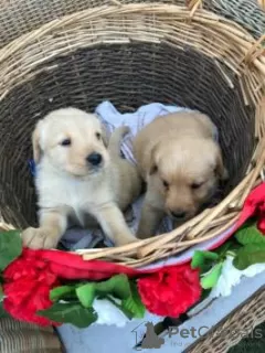 Photo №3. grands chiots labrador. Emirats Arabes Unis