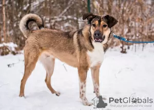 Photo №2 de l'annonce № 72137 de la vente chien bâtard - acheter à Fédération de Russie annonce privée, de l'abri