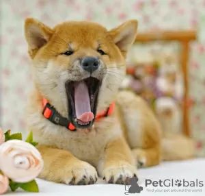 Photo №2 de l'annonce № 25635 de la vente shiba - acheter à Fédération de Russie annonce privée