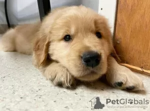 Photo №2 de l'annonce № 115369 de la vente golden retriever - acheter à La croatie annonce privée