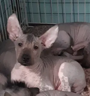 Photo №2 de l'annonce № 4063 de la vente xoloitzcuintle - acheter à Fédération de Russie éleveur