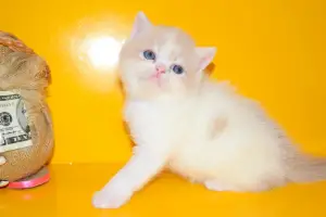 Photo №2 de l'annonce № 1061 de la vente exotic shorthair - acheter à Ukraine annonce privée, éleveur