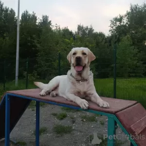 Photo №2 de l'annonce № 64461 de l'achat labrador retriever - acheter à Fédération de Russie annonce privée