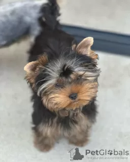 Photo №4. Je vais vendre yorkshire terrier en ville de Nuremberg. annonce privée - prix - 237€