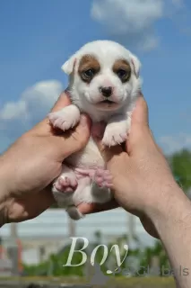 Photos supplémentaires: Chiots Jack Russell du chenil