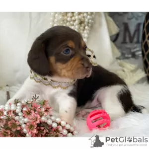 Photo №4. Je vais vendre beagle en ville de São Paulo. annonce privée - prix - 199€