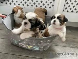 Photo №2 de l'annonce № 99423 de la vente shih tzu - acheter à USA éleveur