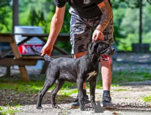 Photo №3. Chiot femelle Cane Corso. Serbie