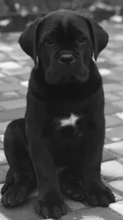 Photo №1. cane corso - à vendre en ville de Pavlograd | 537€ | Annonce №3747