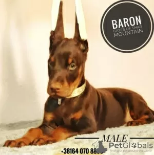 Photos supplémentaires: chiots dobermann