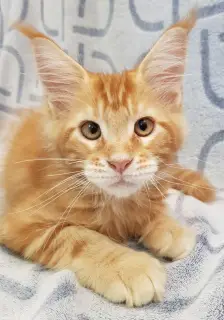 Photo №1. maine coon - à vendre en ville de Maribor | 1700€ | Annonce № 2604