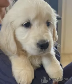 Photo №1. golden retriever - à vendre en ville de Saint-Pétersbourg | négocié | Annonce №42814