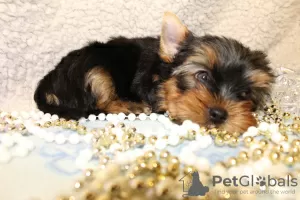 Photo №4. Je vais vendre yorkshire terrier en ville de Haifa. annonce privée, éleveur - prix - 632€