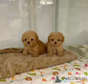 Photo №3. Chiots maltipoo tasse de thé. Danemark