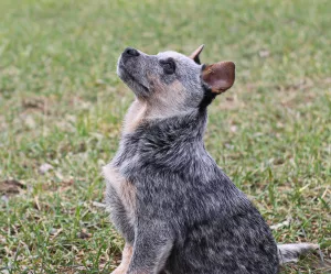 Photos supplémentaires: Chiots guérisseurs australiens