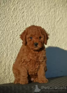 Photo №3. Mini Caniche, coloris rouge et abricot. Serbie