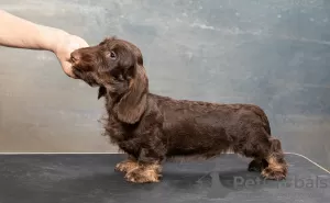 Photos supplémentaires: Chiot teckel miniature à poil dur