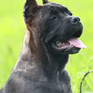 Photo №2 de l'annonce № 6759 de la vente cane corso - acheter à Ukraine annonce privée, de la fourrière