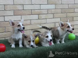 Photos supplémentaires: Chiots Welsh Corgi Pembroke