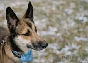 Photos supplémentaires: Beau chien Billy en cadeau