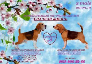 Photo №3. Chiot Beagle. Fédération de Russie