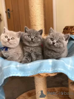 Photo №1. british shorthair - à vendre en ville de Афины | Gratuit | Annonce № 125118