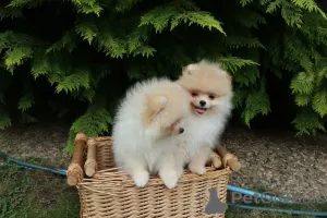 Photos supplémentaires: Chiots de Poméranie mignons