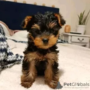 Photo №1. yorkshire terrier - à vendre en ville de Erzelj | 450€ | Annonce №13752