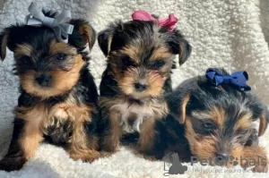 Photo №1. yorkshire terrier - à vendre en ville de Graz | 300€ | Annonce №24390