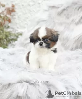 Photos supplémentaires: Shih Tzu