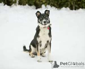 Photo №2 de l'annonce № 94568 de la vente chien bâtard - acheter à Fédération de Russie annonce privée