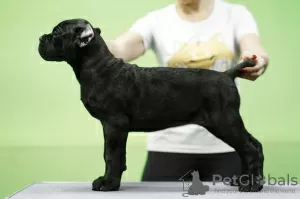 Photo №3. Cane Corso italien pour le spectacle et l'âme. Fédération de Russie