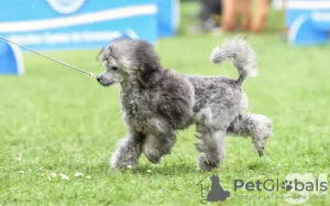 Photo №1. caniche (jouet) - à vendre en ville de Москва | négocié | Annonce №20399