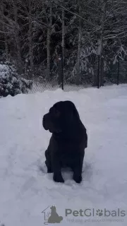 Photo №2 de l'annonce № 32286 de la vente shar pei - acheter à Pologne annonce privée, éleveur