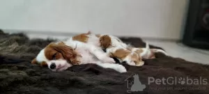 Photo №1. cavalier king charles spaniel - à vendre en ville de Minsk | 1200€ | Annonce №88508