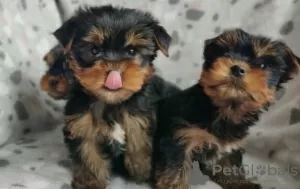 Photo №1. yorkshire terrier - à vendre en ville de Munich | négocié | Annonce №35878