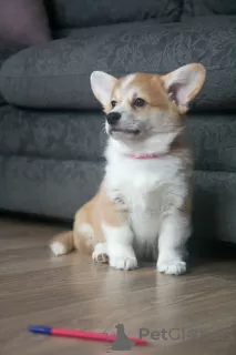 Photo №4. Je vais vendre welsh corgi en ville de Mogilyov. de la fourrière - prix - 700€