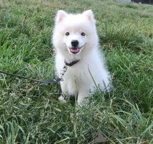 Photo №3. Chiots Spitz japonais. Ukraine