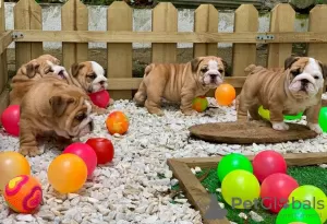 Photo №1. bulldog anglais - à vendre en ville de Varsovie | négocié | Annonce №108310