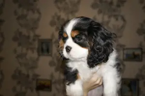 Photo №4. Je vais vendre cavalier king charles spaniel en ville de Minsk. annonce privée - prix - 541€