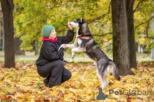 Photo №2 de l'annonce № 123982 de la vente husky de sibérie - acheter à Fédération de Russie de l'abri