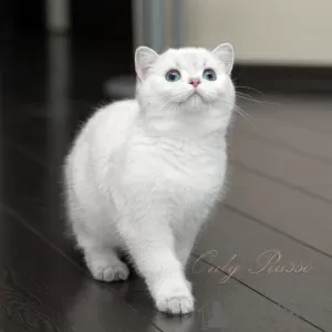 Photo №4. Je vais vendre british shorthair en ville de Chisinau. de la fourrière, éleveur - prix - négocié