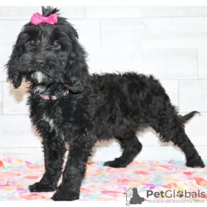 Photo №3. Labradoodle noir disponible. USA