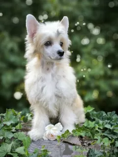 Photos supplémentaires: chien chinois à crête