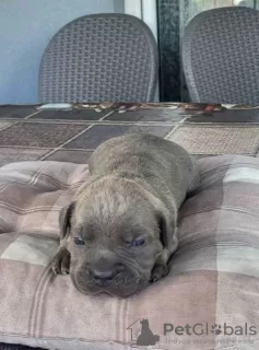 Photo №4. Je vais vendre cane corso en ville de Kragujevac.  - prix - négocié